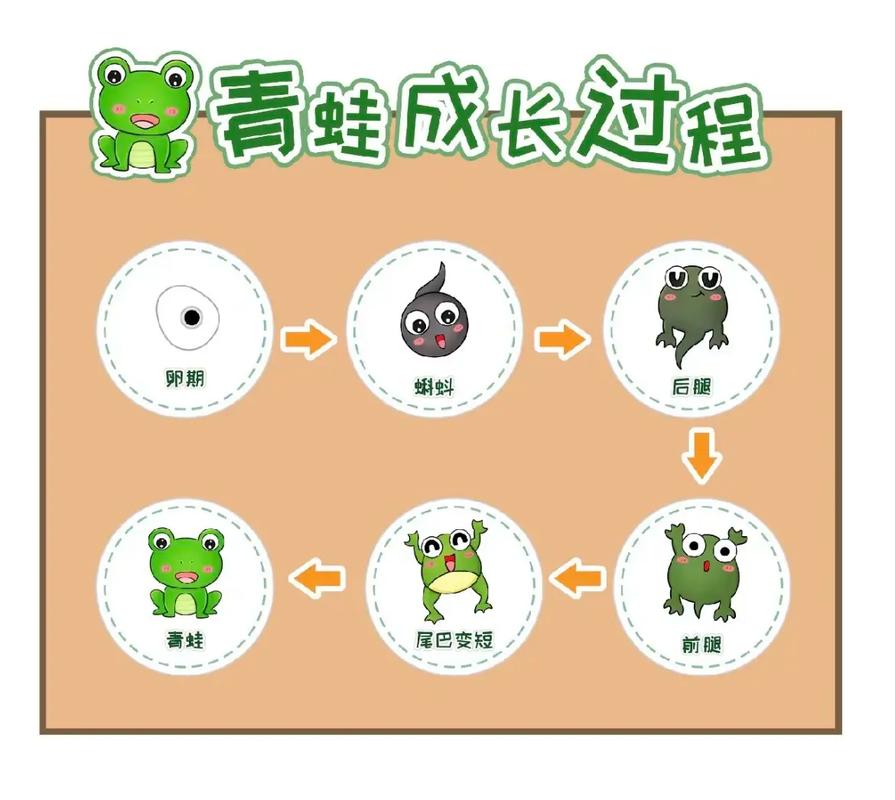 旅行青蛙小青蛙带回物品的妙用与收获探索:带回物品解析及实用功能探索